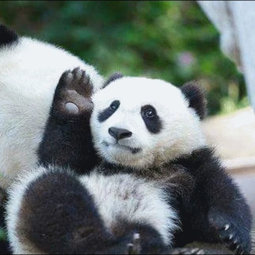 pandy, riesenpanda, lustiger panda, panda ist ein tier, panda ist ein haustier