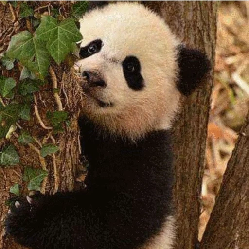 panda, panda yes, panda is dear, giant panda, giant panda