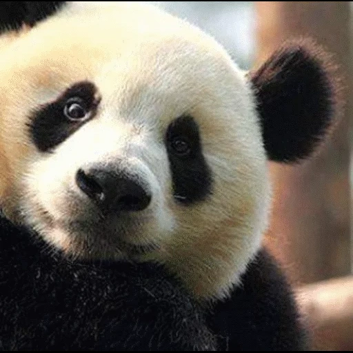 panda, museau de panda, panda doux, panda sans taches, panda sans cercles noirs
