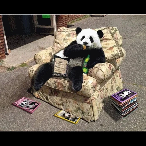 panda, panda panda, panda seduto, panda divertente, panda gigante