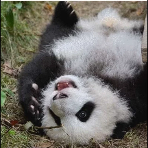 panda, bon panda, panda géant, panda drôle, panda satisfait
