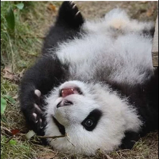 panda, panda yang bagus, panda raksasa, panda lucu, panda yang puas