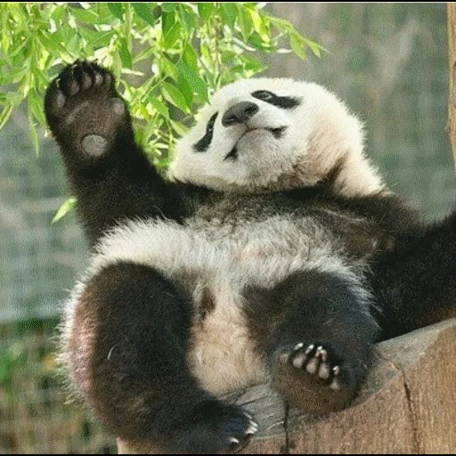 panda, panda endormi, panda géant, panda, panda géant