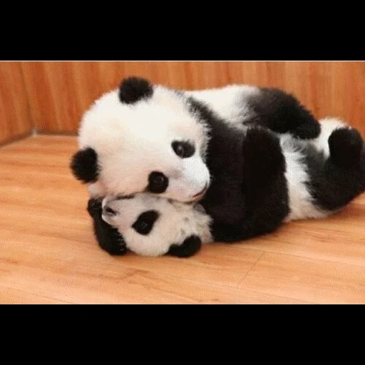 panda, panda apo, die tiere von panda, panda ist ein tier, riesenpanda