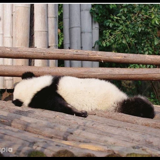 panda, panda paresseux, panda géant, panda géant, panda moscou zoo