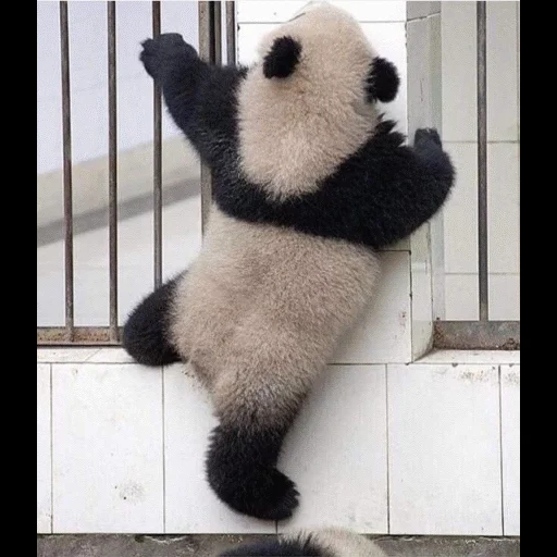 panda, pandochka, panda scherzo, panda divertente, la fuga dello zoo del panda