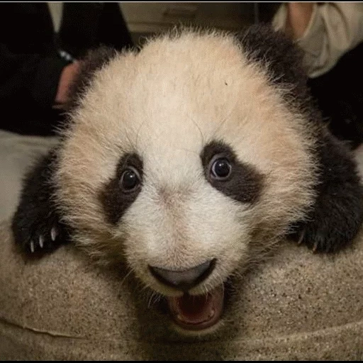 panda, panda apo, panda panda, cub de panda, panda drôle
