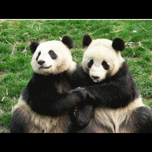 panda, two pandas, panda bear, giant panda, beautiful panda