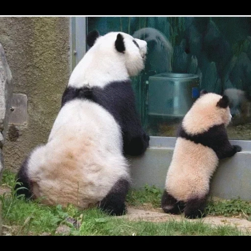 osa panda, panda panda, la queue de panda, panda est grand, panda drôle