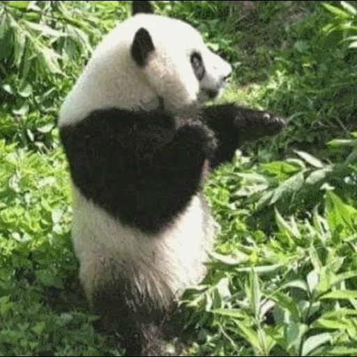 panda, panda panda, panda kecil, panda raksasa, deskripsi panda