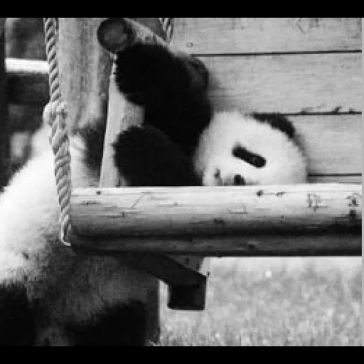 panda, panda, dulce panda, panda es grande, panda divertida