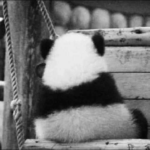 панда, панда зад, панда скучает, панда грустная, обиженная панда