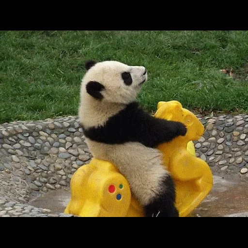 panda, panda, panda panda, panda géant, panda géant