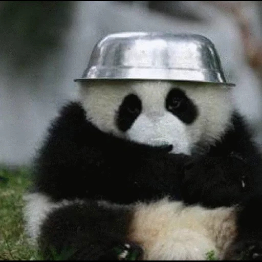 panda, scherzen, panda panda, riesenpanda, lustiger panda