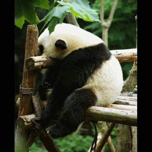 panda, panda malheur, panda endormi, panda géant, panda drôle