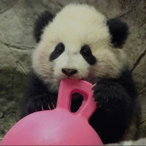 panda, panda panda, bon panda, panda géant, panda drôle