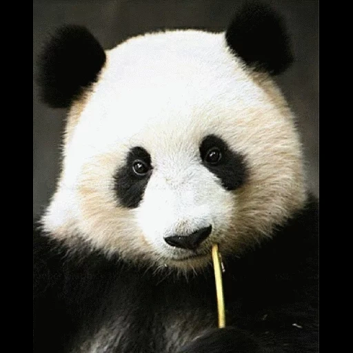 panda, kyut panda, panda es grande, panda es un animal, animales panda