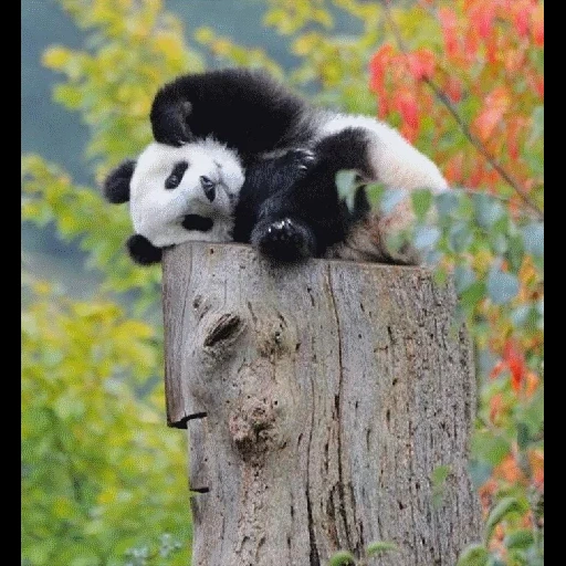 panda, panda, buen panda, rocas de panda, panda a la naturaleza