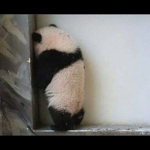 панда, панда углу, панда мимими, животные милые, животные панда