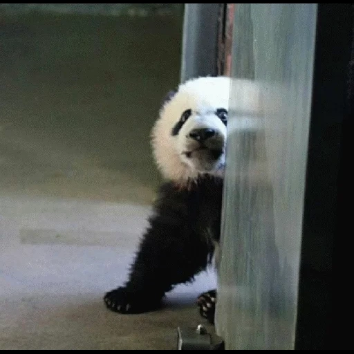 panda, panda, panda gigante, panda está triste, panda está triste