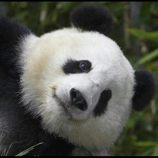 panda, panda panda, panda géant, le panda est un animal, panda sans taches
