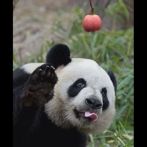panda, panda panda, riesenpanda, was pandas essen, panda lächelt