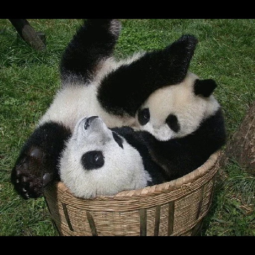 panda, amistad panda, barril de panda, panda gigante, panda es un animal