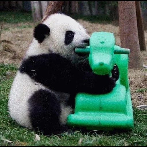 panda, panda est grand, panda drôle, panda géant, deux pandas drôles