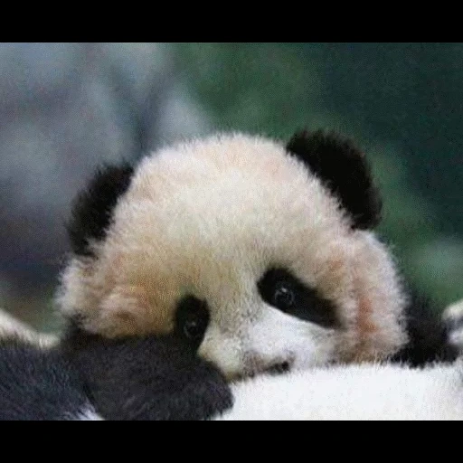 panda, panda lisa, panda panda, sweet panda, funny panda