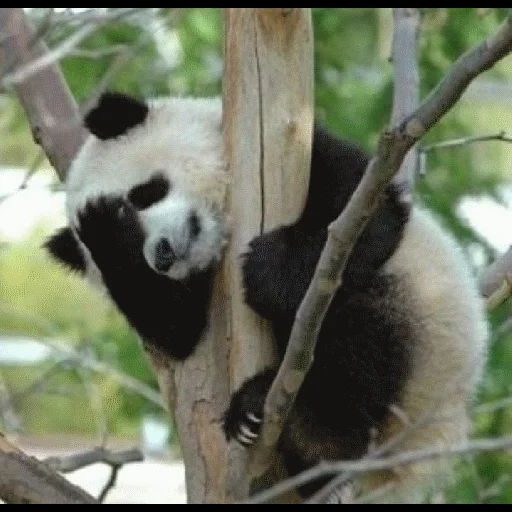 panda, albero di panda, panda gigante, panda è un animale, foto di un grande panda