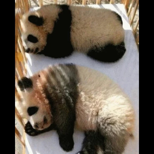 panda, panda panda, riesenpanda, lustiger panda, panda ist ein tier