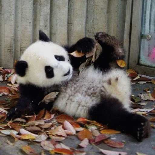 panda, panda, shlyakhs panda, panda gigante, panda divertida