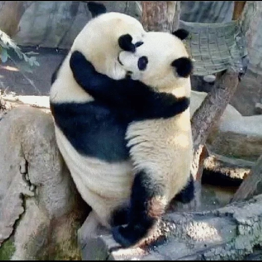 panda, panda, panda es grande, panda divertida, grandes cachorros de panda