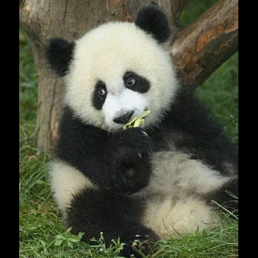 панда, панда малыш, добрая панда, панда большая, гигантская панда