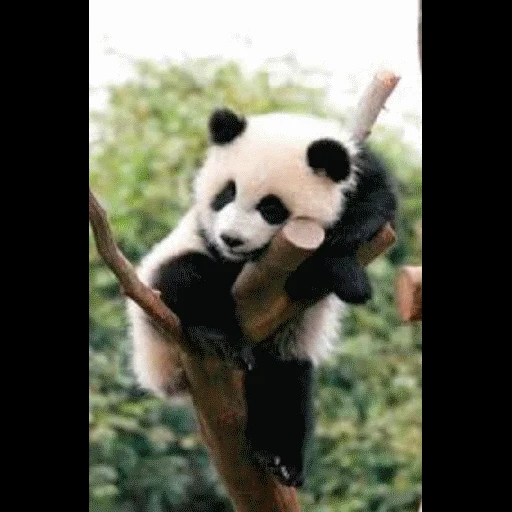 panda, panda panda, schläfriger panda, pandabaum, riesenpanda