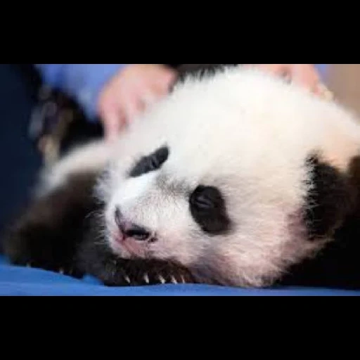 panda, panda panda, panda engraçado, panda é grande, panda é grande pequeno