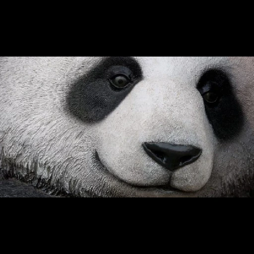 panda, pandas gesicht, panda panda, panda bear, panda mündung