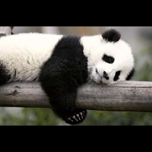 panda, panda bear, riesenpanda, schlafender panda, trauriger panda