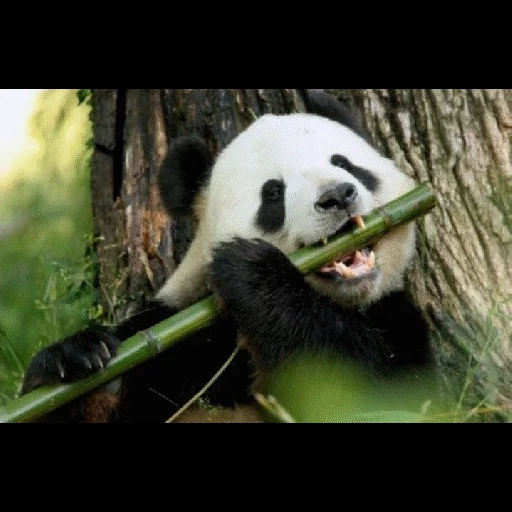 panda de bambú, meme de facepalm, panda come bambú, panda de bambú, bambú de panda