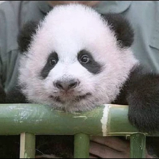 panda, misha panda, panda panda, riesenpanda, bambus panda