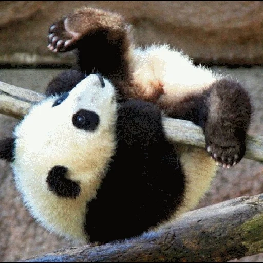 панда, панда милая, панда детеныш, панда животное, животные панда