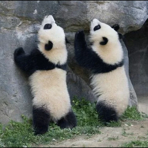 panda, panda wtf, panda femmina, panda gigante, collezioni di panda divertenti