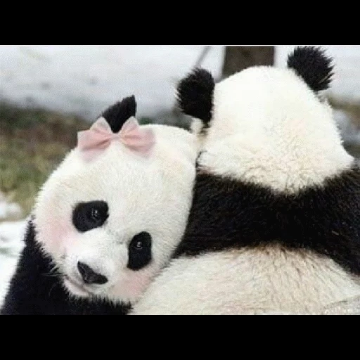 panda, panda, panda panda, animaux panda, panda amoureux