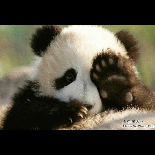 panda panda, panda est chère, cub de panda, le panda est petit, les pandas les plus doux