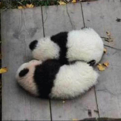 panda, aiuto di panda, panda dolce, panda gigante, panda gigante