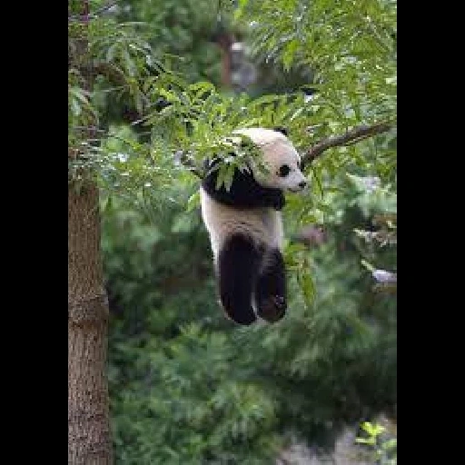panda, bambú de panda, panda es un animal, animales panda, panda cuelga un árbol