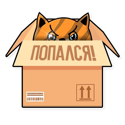 cat, funny cat, a furry cat, cat peach box