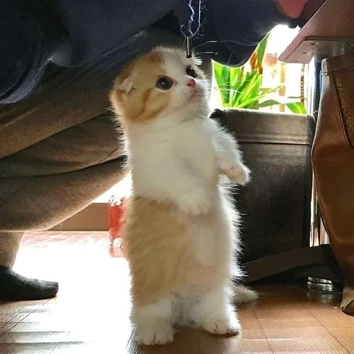 animaux, animal préféré, animaux domestiques, les animaux sont drôles, chaton charmant