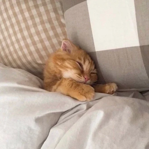 кошка, котик сонный, милые котики, спящий котик, сонный рыжий кот