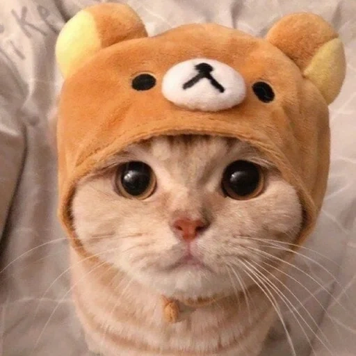 кот шапочке, милые котики, котик шапочке, няшные котики, милый котик шапочке